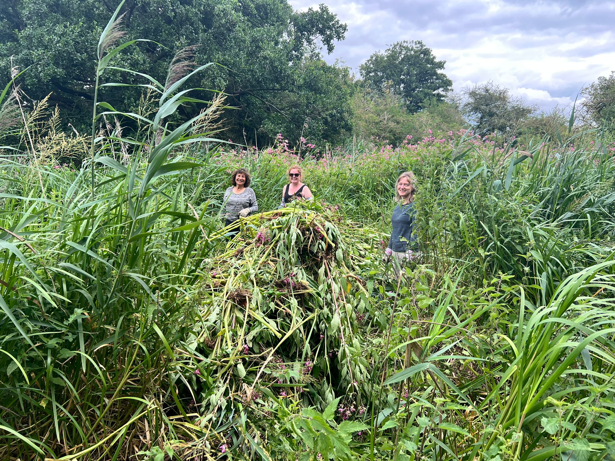 balsam-bashing