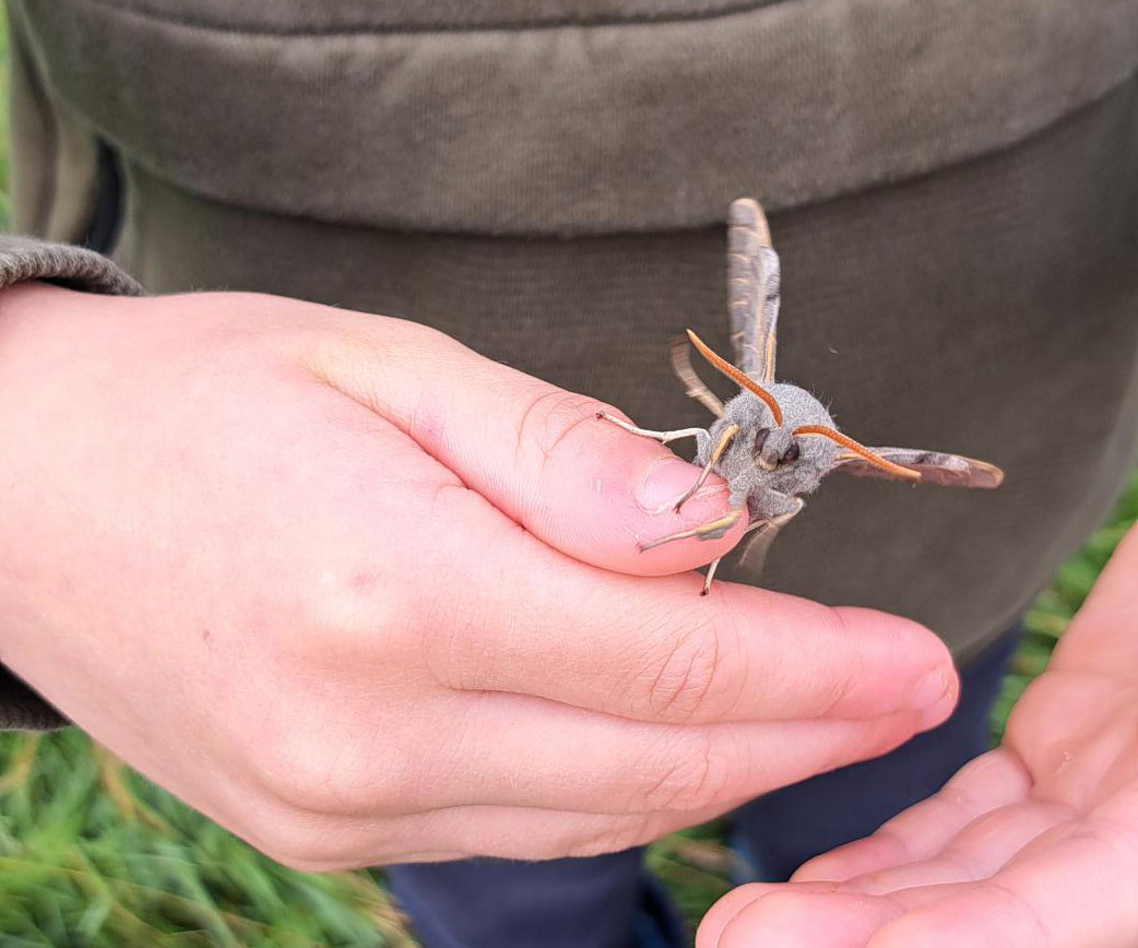 moth-surveys