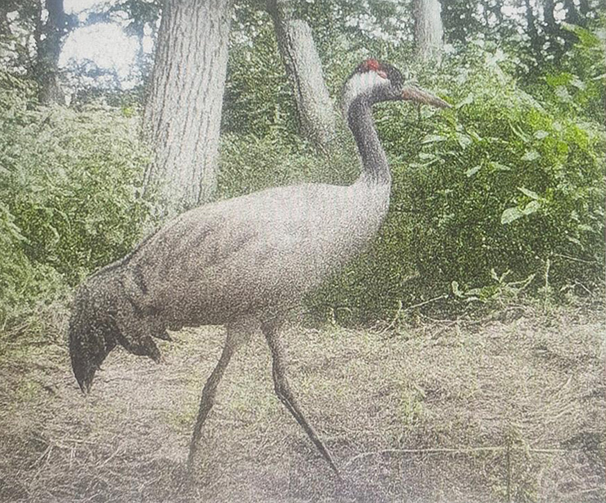 crane-sighting