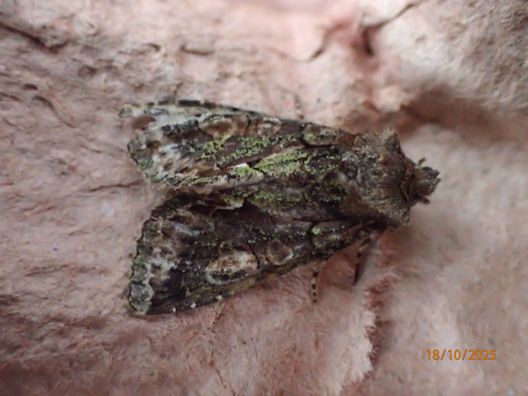 Green Brindled Crescent Moth