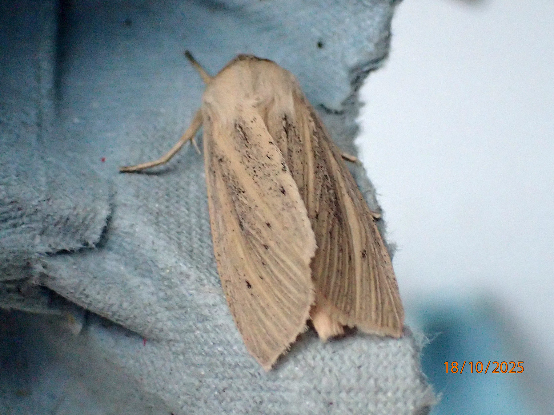 Large Wainscot Moth