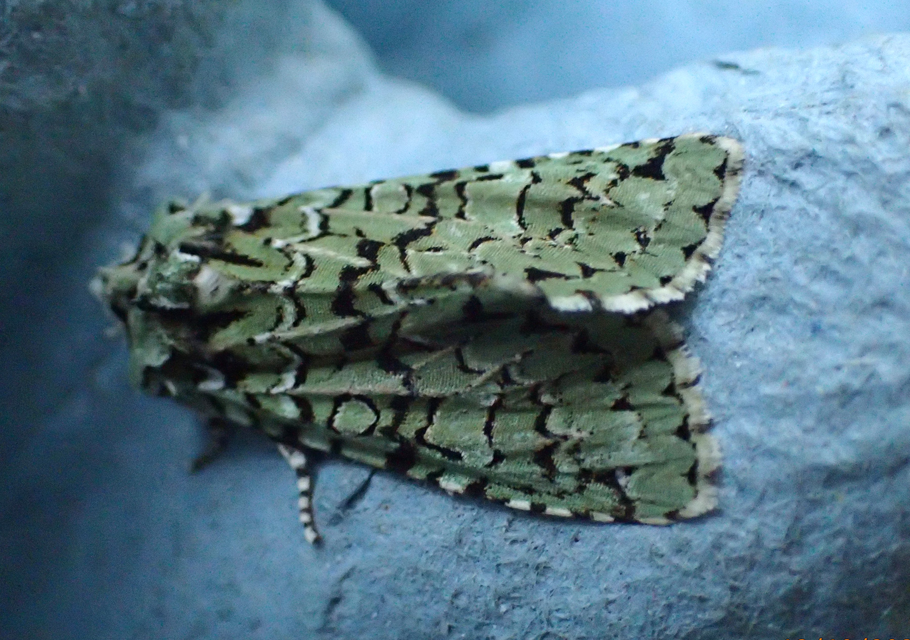 Merveille-du-jour Merveille-du-jour