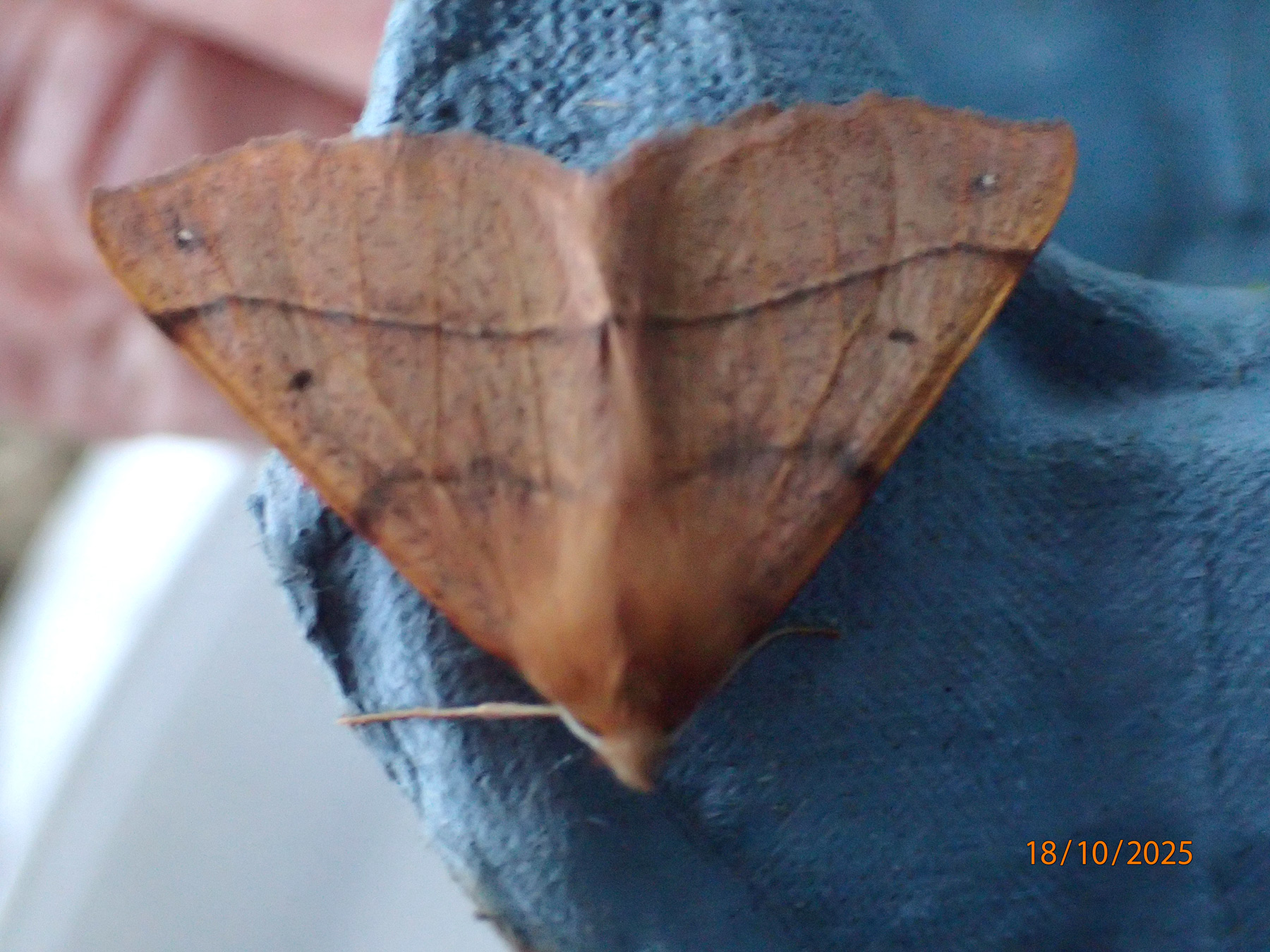 Feathered Thorn Moth
