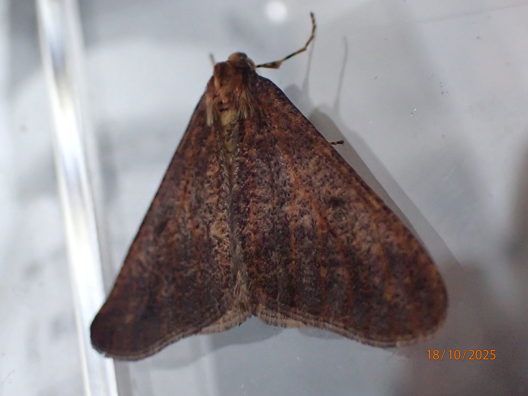 Mottled Umber Moth