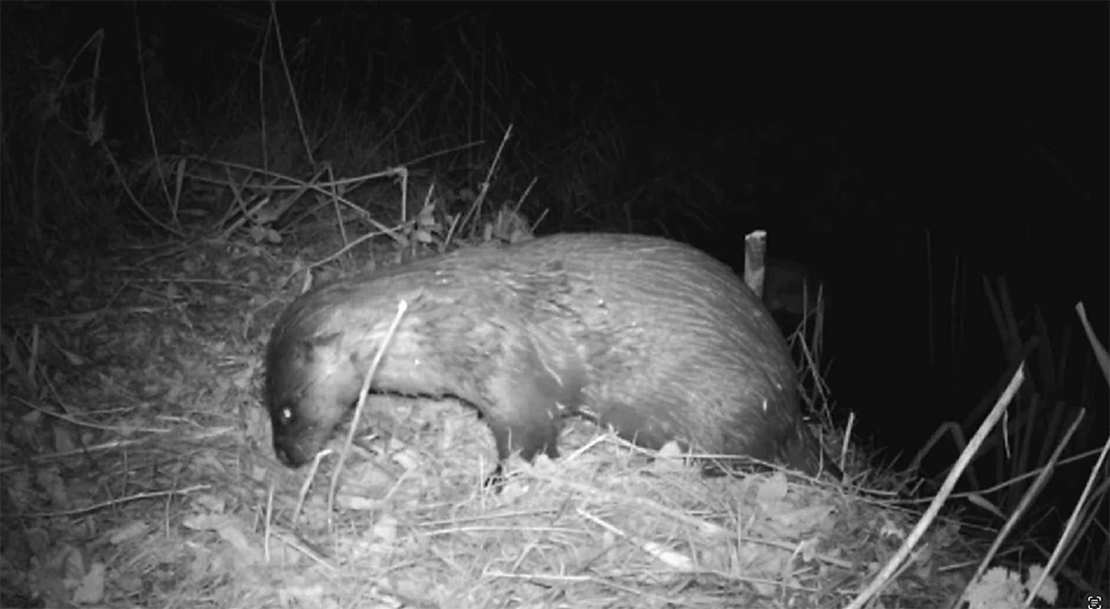 otter-sighting otter-sighting