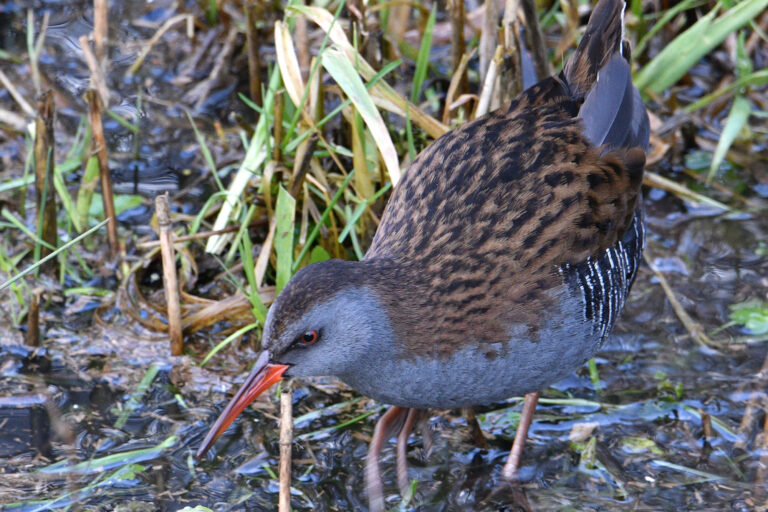 Water Rail