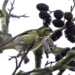 Siskin by John Carrette
