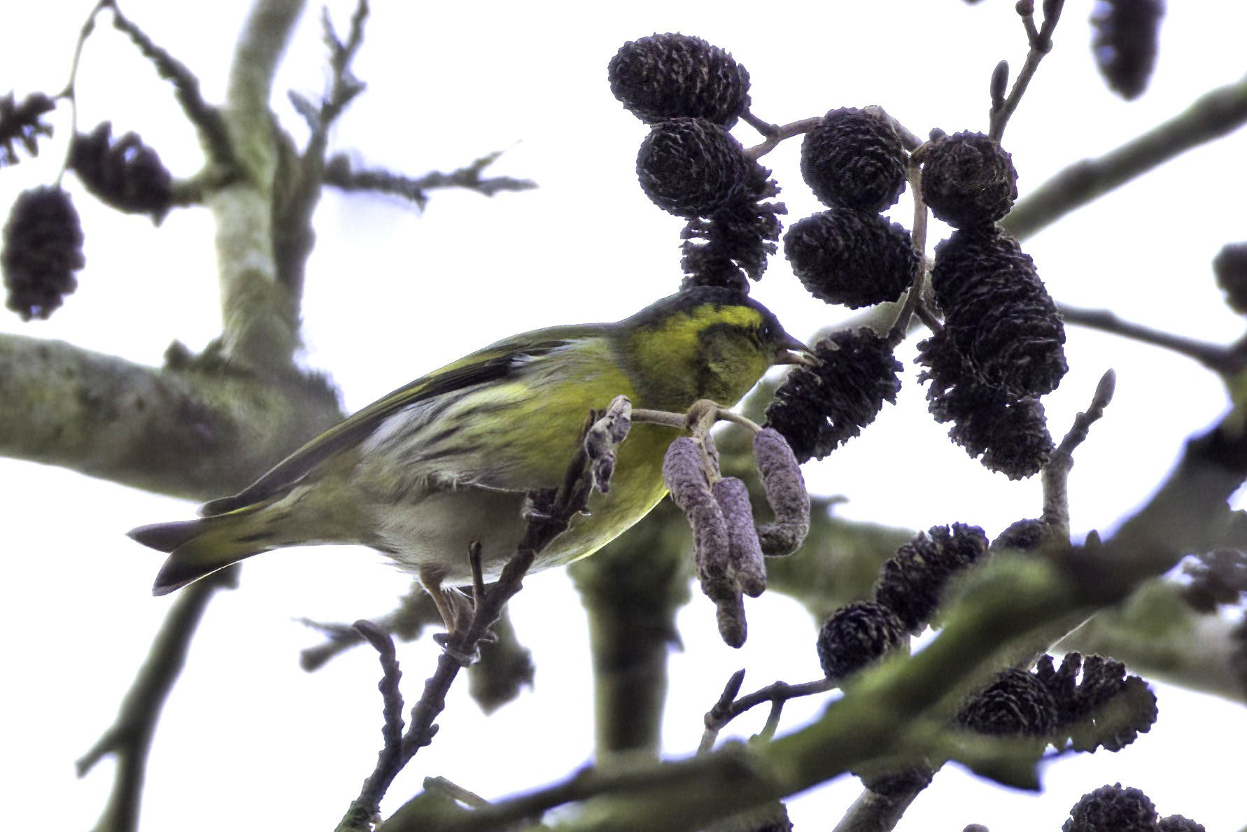 Siskin by John Carrette